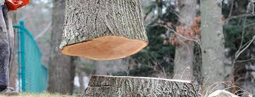 Trusted Lake Alfred, FL Tree Care Experts