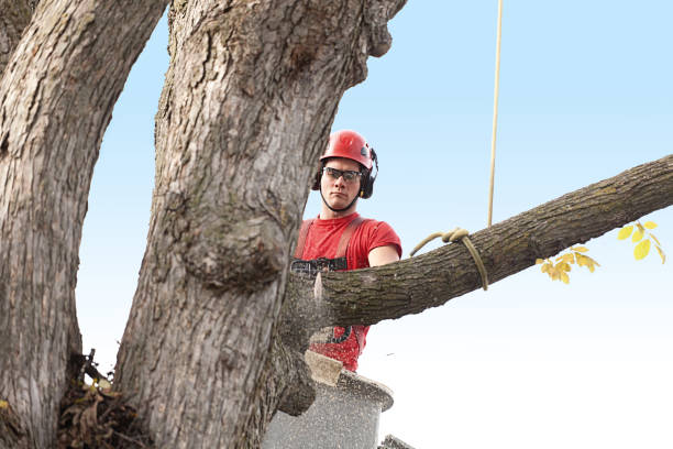 How Our Tree Care Process Works  in  Lake Alfred, FL